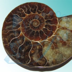 Fossilien – Naturstein online kaufen