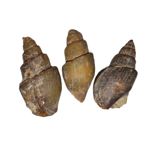 Turritella (Versteinerte Turmschnecken), Marokko