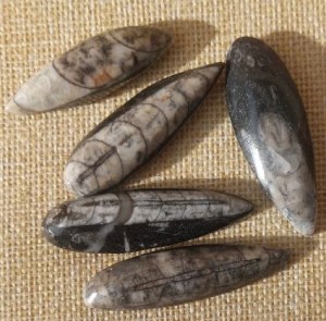 Foto von Edelsteinanhänger aus Naturstein Anhänger Orthoceras