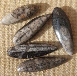 Foto von Edelsteinanhänger aus Naturstein Anhänger Orthoceras